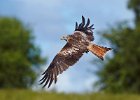 Red Kite