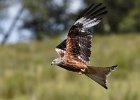 Red Kite