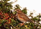 Redwing