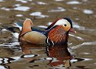 Mandarin Duck (m)