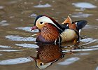 Mandarin Duck (m)