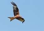 Red Kite