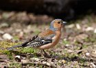 Chaffinch (m)