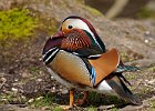 Mandarin Duck (m)