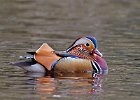 Mandarin Duck (m)