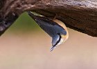 Nuthatch