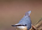 Nuthatch