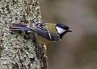 Great Tit