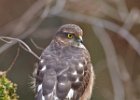 Sparrowhawk