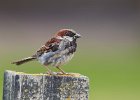 House Sparrow (m)