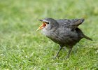 Juvenile Starling