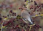 Waxwing