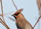 Waxwing