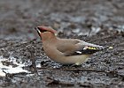 Waxwing