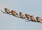 Waxwings