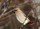 Waxwing