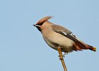 Waxwing