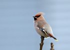 Waxwing