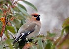 Waxwing