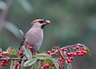 Waxwing