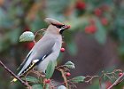 Waxwing