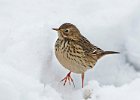 Meadow Pipit