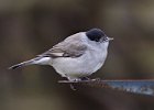 Blackcap (m)