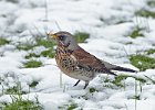 Fieldfare