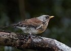 Fieldfare