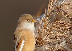 Bearded Tit (f)