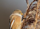 Bearded Tit (f)