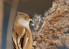 Bearded Tit (f)