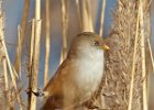 Bearded Tit (f)