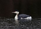 Slavonian Grebe