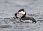 Slavonian Grebe