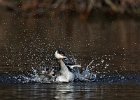 Slavonian Grebe