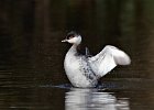 Slavonian Grebe