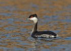 Slavonian Grebe