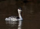 Slavonian Grebe