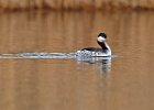 Slavonian Grebe