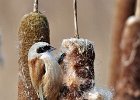 Penduline Tit