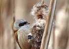 Penduline Tit