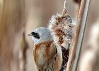 Penduline Tit