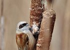 Penduline Tit