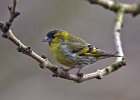 Siskin (m)