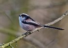 Long-tailed Tit