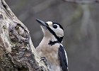 Great Spotted Woodpecker (f)