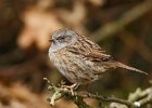 Dunnock