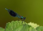 Banded Demoiselle