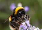 Bee on lavender